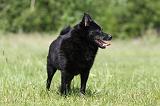 SCHIPPERKE 317